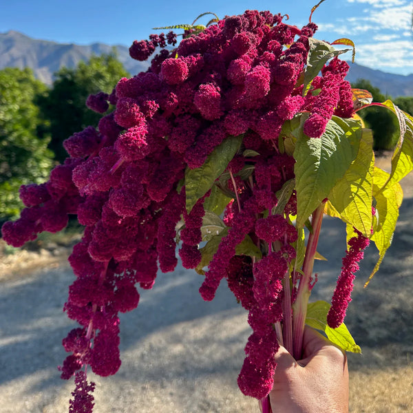 amaranthus - red