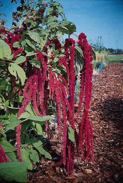 amaranthus - red