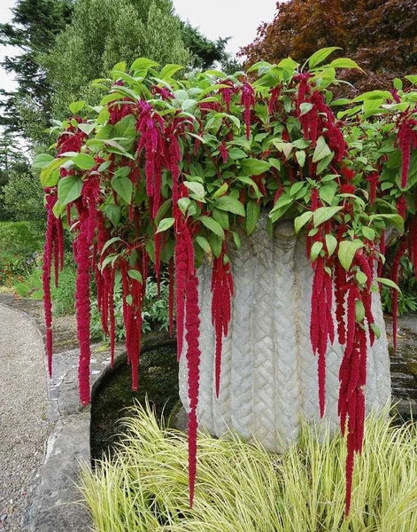 amaranthus - red