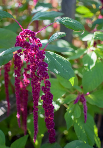 amaranthus - red