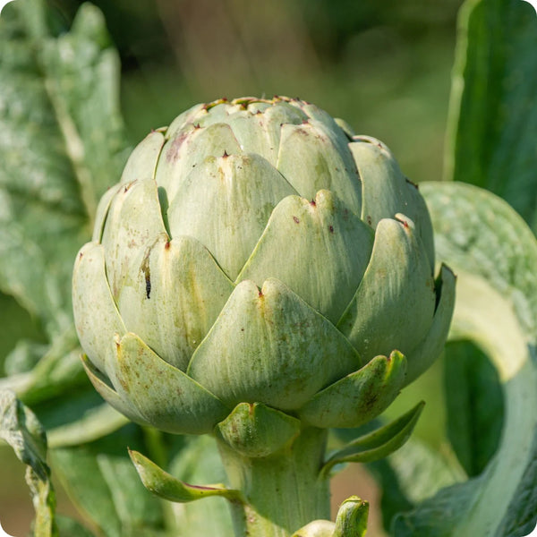 artichoke - green globe