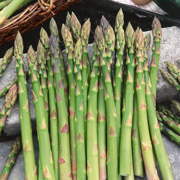 asparagus - mary washington