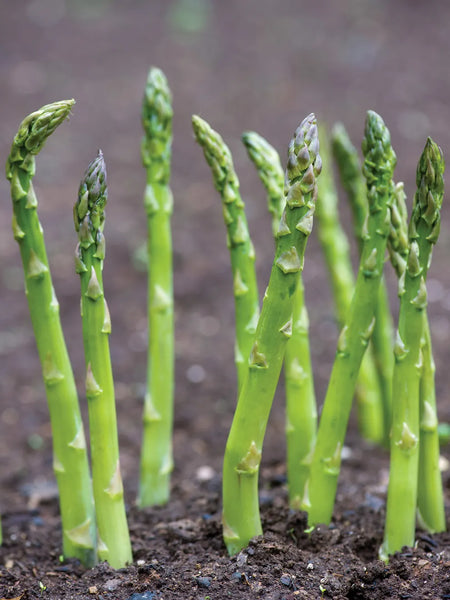 asparagus - mary washington