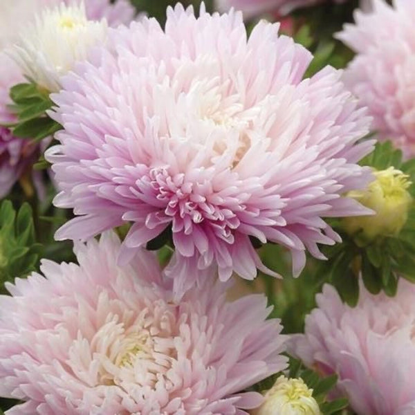 aster - king size appleblossom