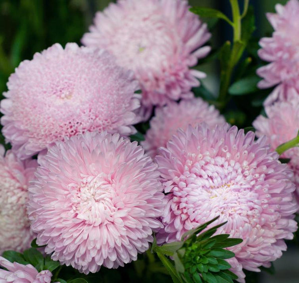 aster - king size appleblossom