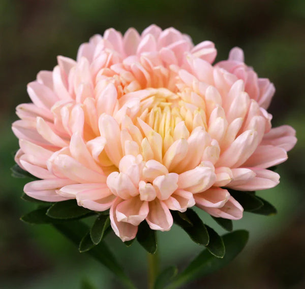 aster - king size apricot