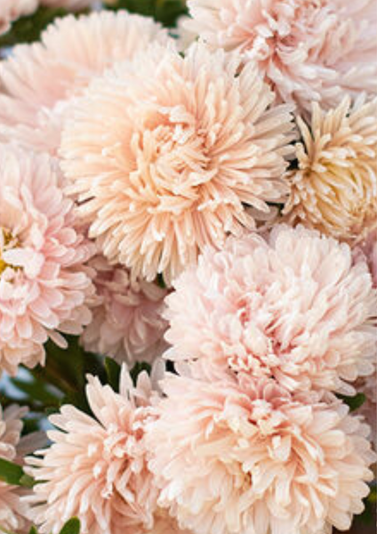 aster - king size apricot