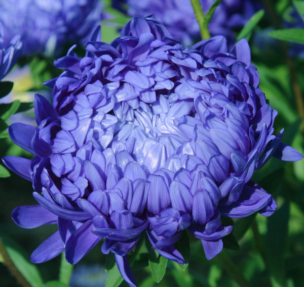 aster - king size mid blue