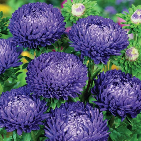 aster - king size mid blue