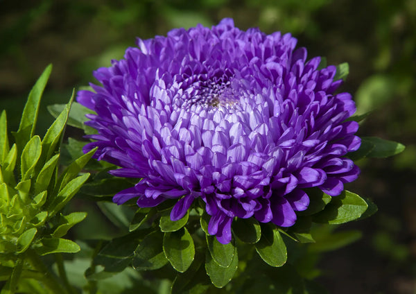 aster - king size mid blue