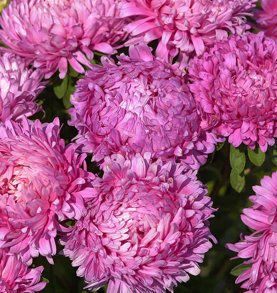 aster - king size rose