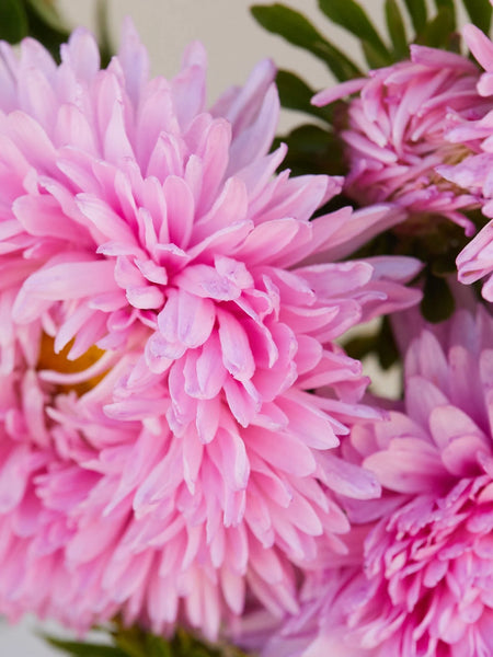 aster - king size pink