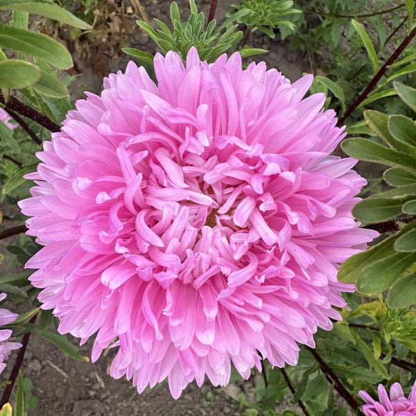 aster - king size pink