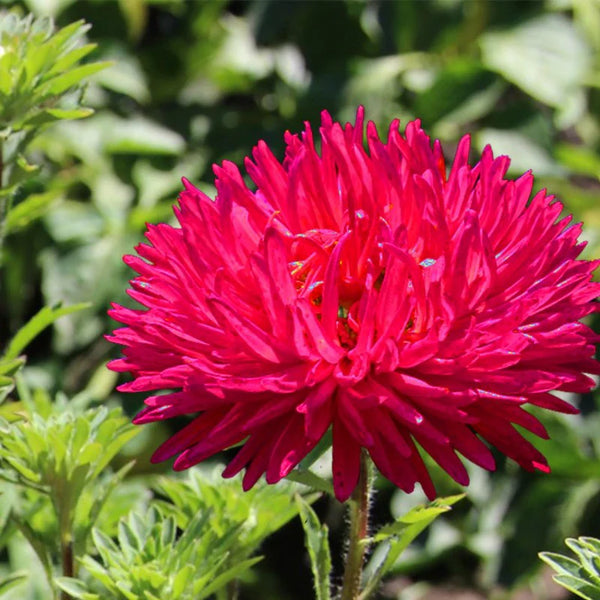 aster - king size red