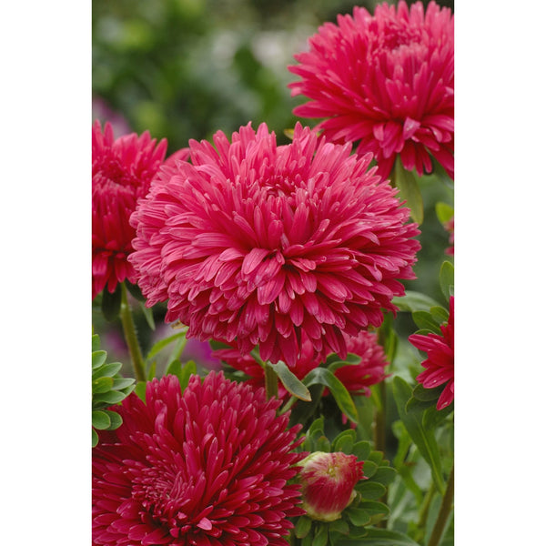 aster - king size red