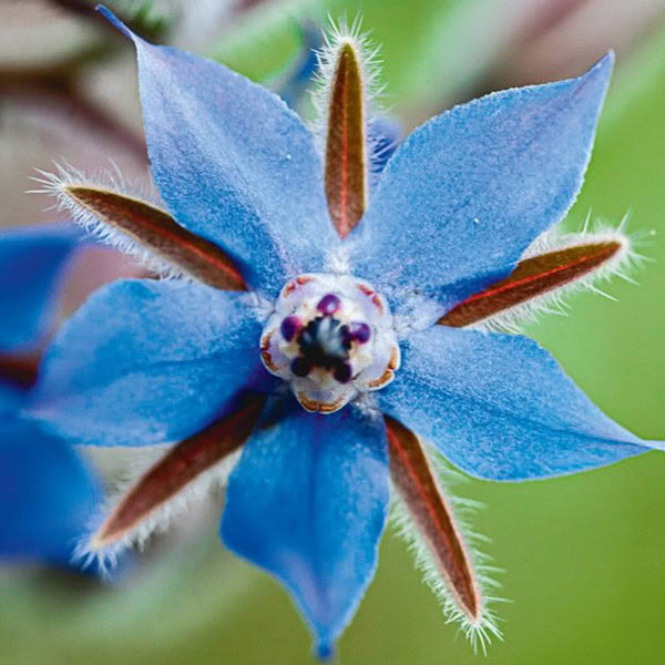 borage