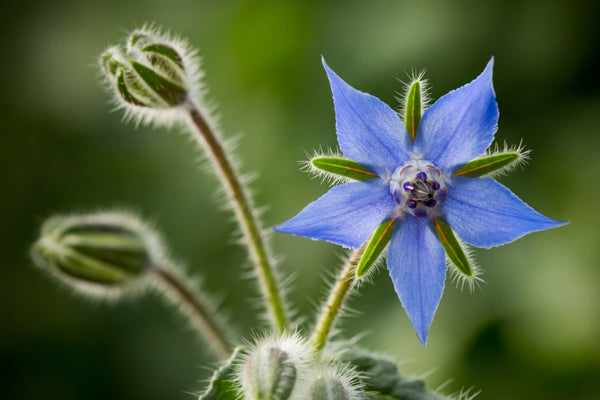 borage