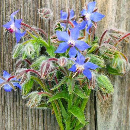 borage