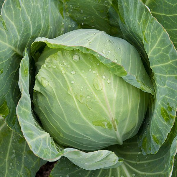 cabbage - golden acre