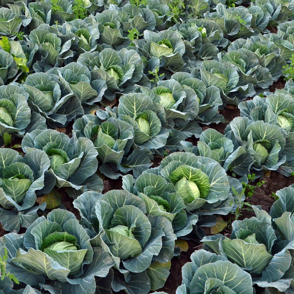 cabbage - golden acre