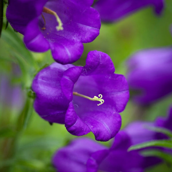 campanula - blue