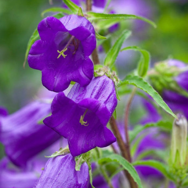 campanula - blue