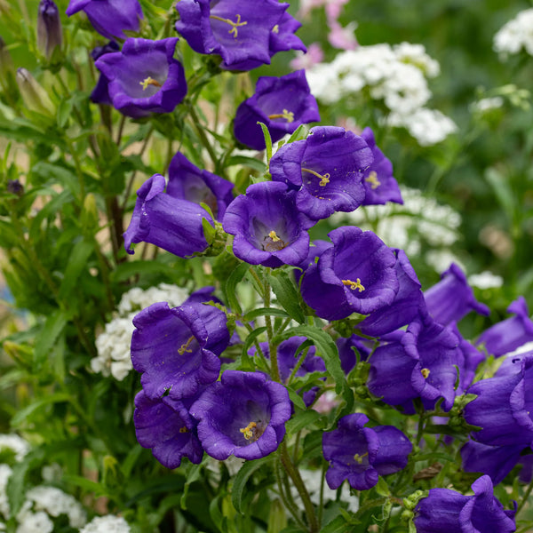 campanula - blue