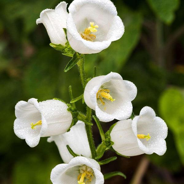 campanula - white