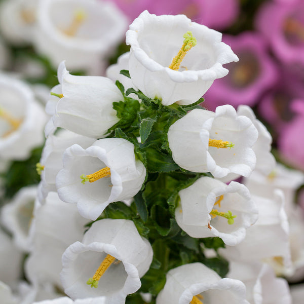 campanula - white