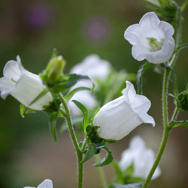 campanula - white