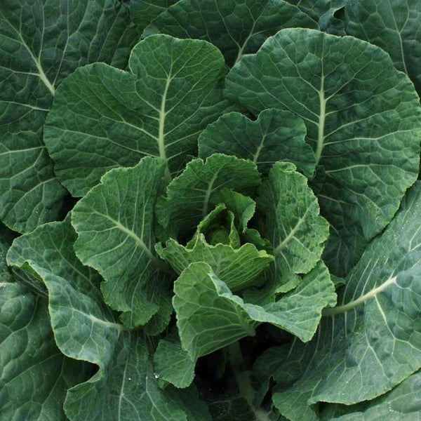 collard