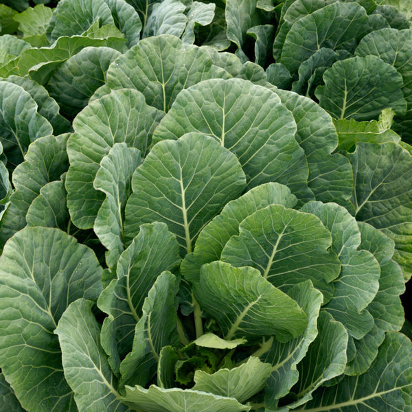 collard