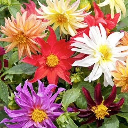 dahlia - cactus mix