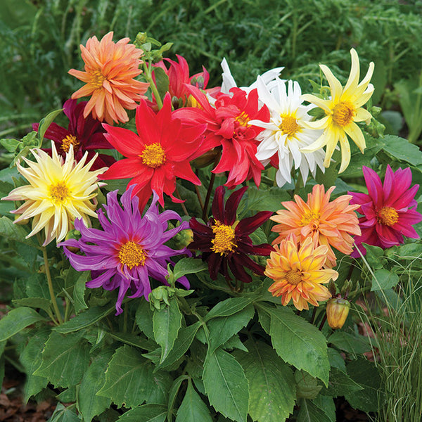 dahlia - cactus mix