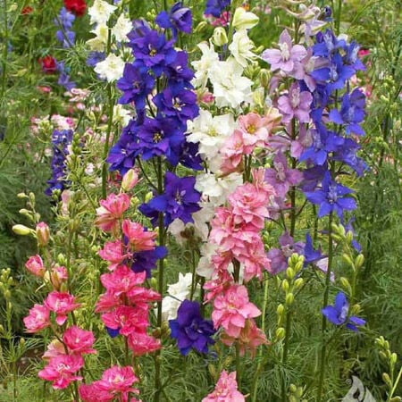 delphinium - 'imperialis mix'