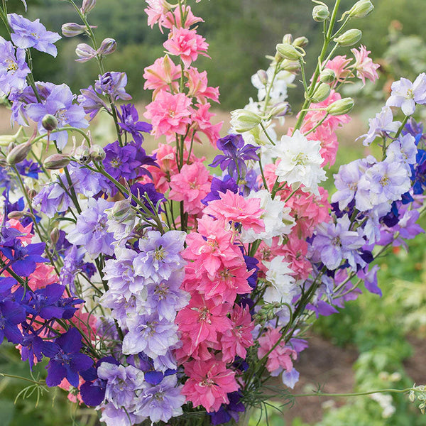 delphinium - 'imperialis mix'