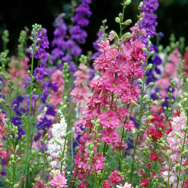 delphinium - 'imperialis mix'