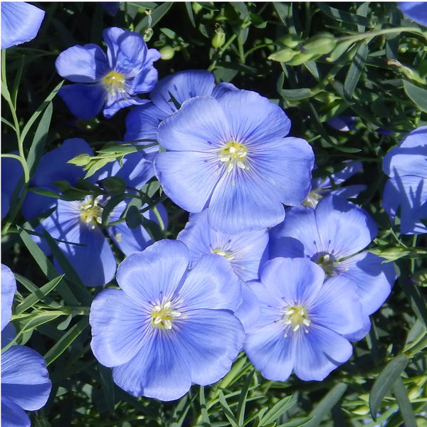 linum - blue flax