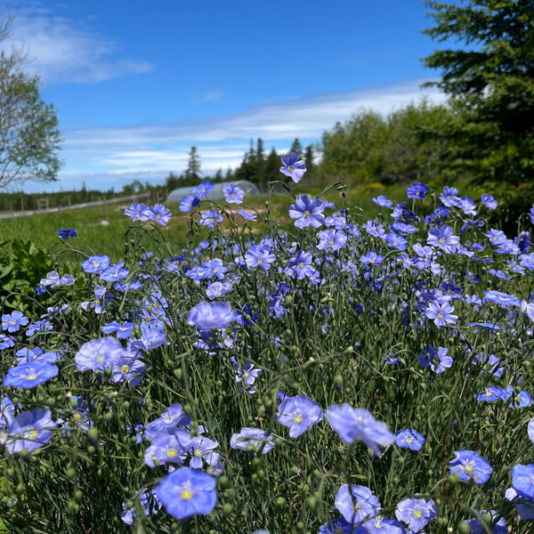 linum - blue flax