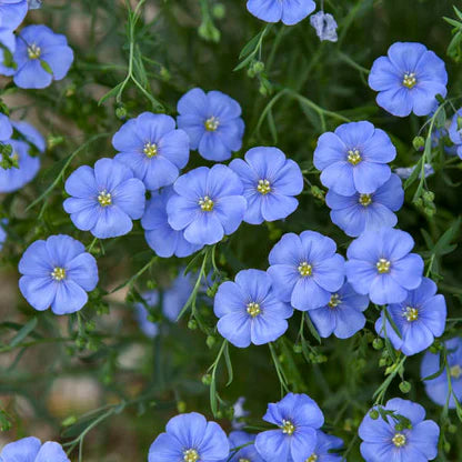 linum - blue flax