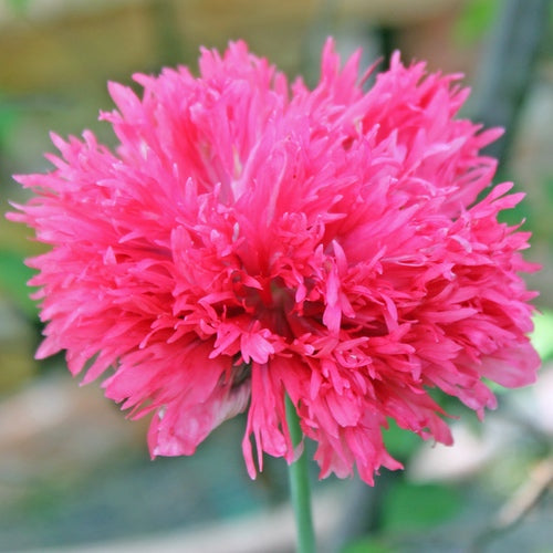 poppy - rose feathers