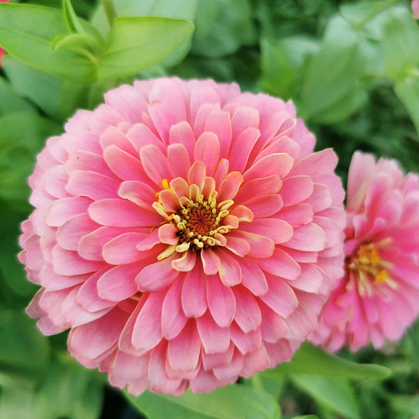 zinnia - bubblegum mix