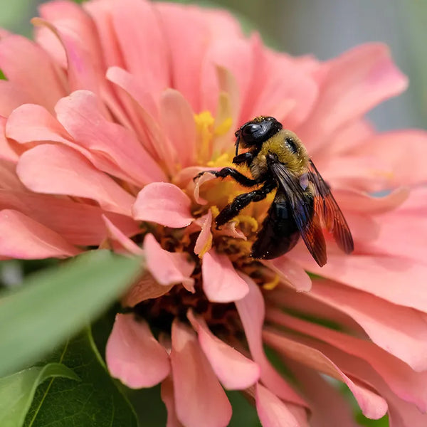 zinnia - bubblegum mix