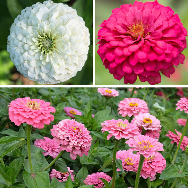 zinnia - tickled pink