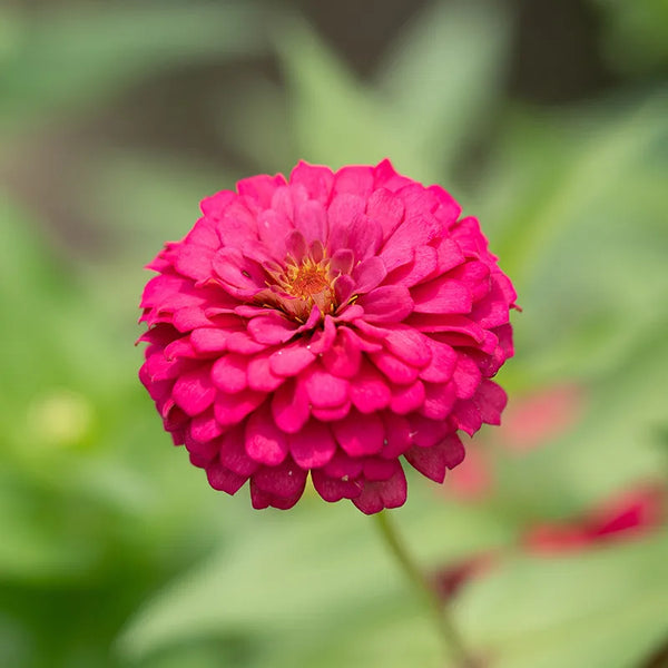 zinnia - tickled pink