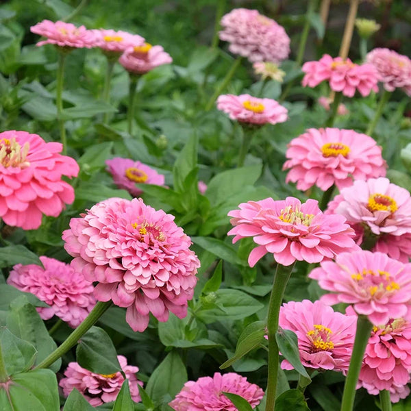 zinnia - tickled pink