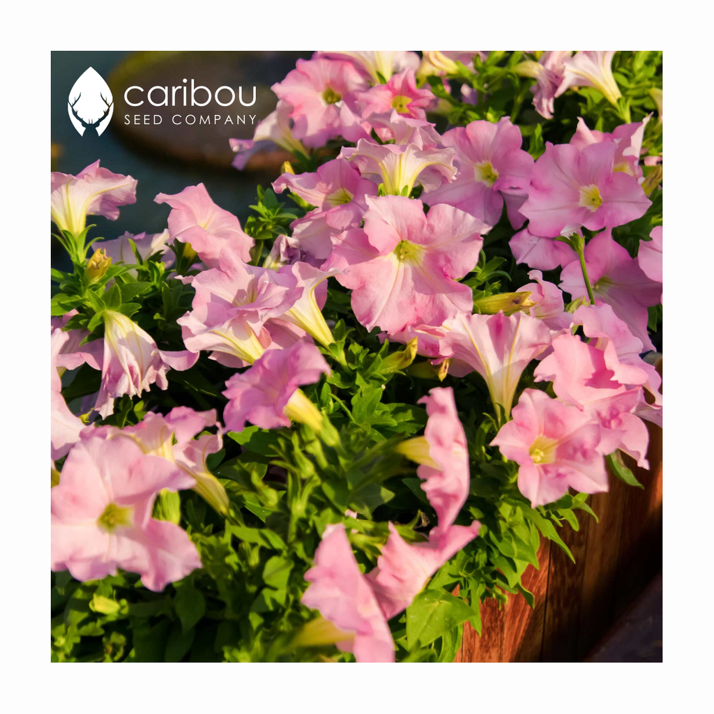 wave petunia - misty lilac - Caribou Seed Company